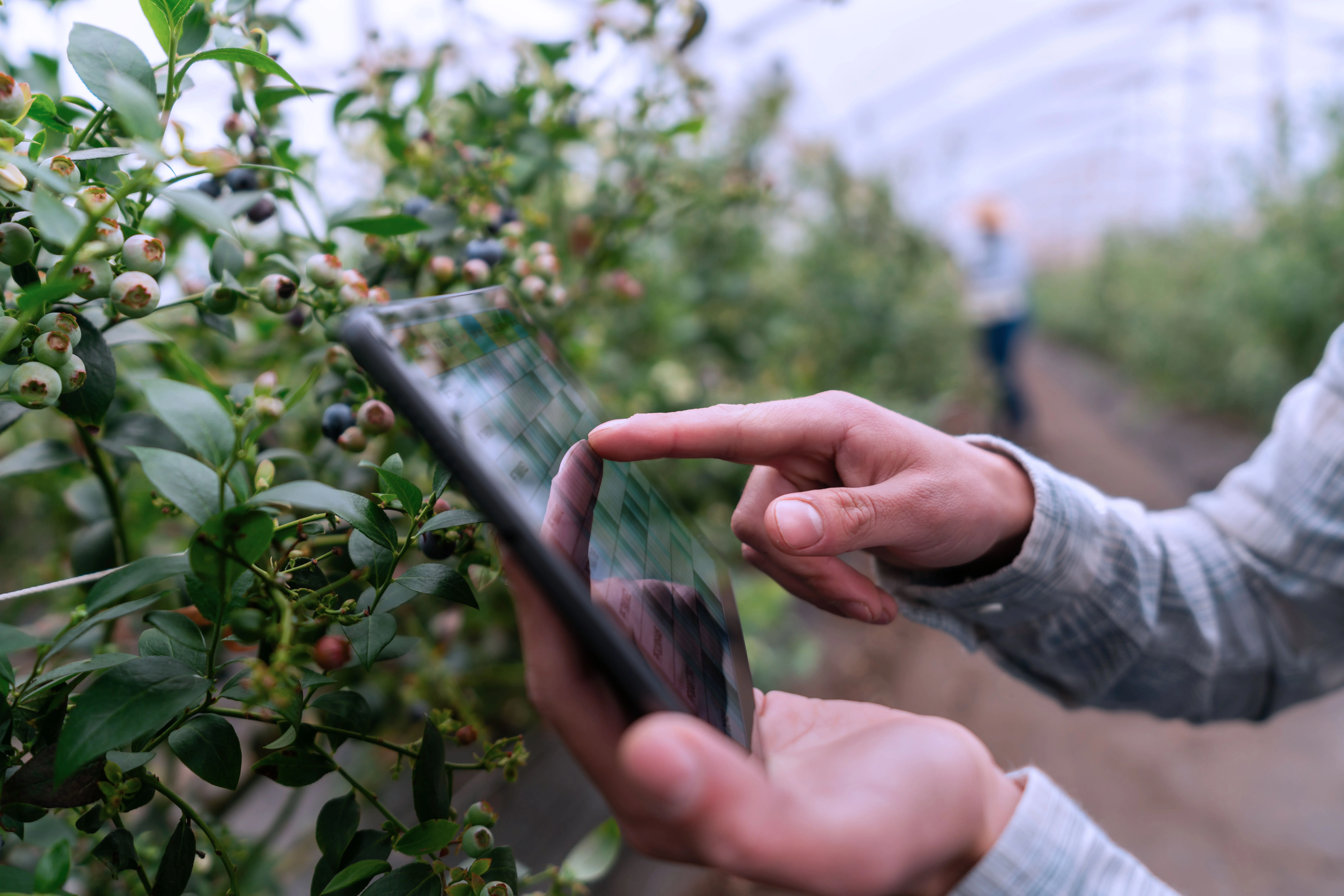 Farmer using a digital tablet at a blueberry plantation
