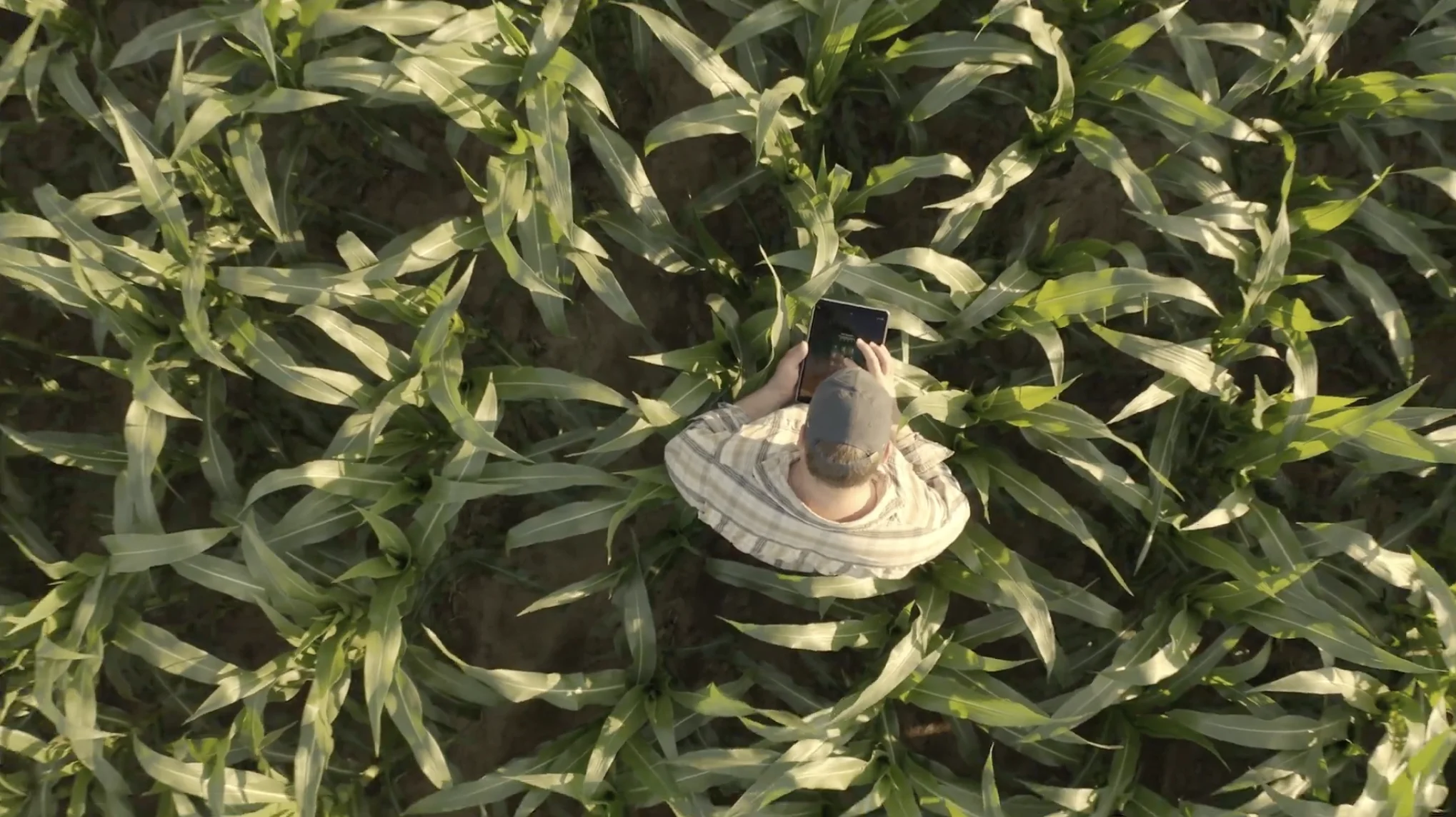 AERIAL Farmer using a tablet for analyzing growth in the field