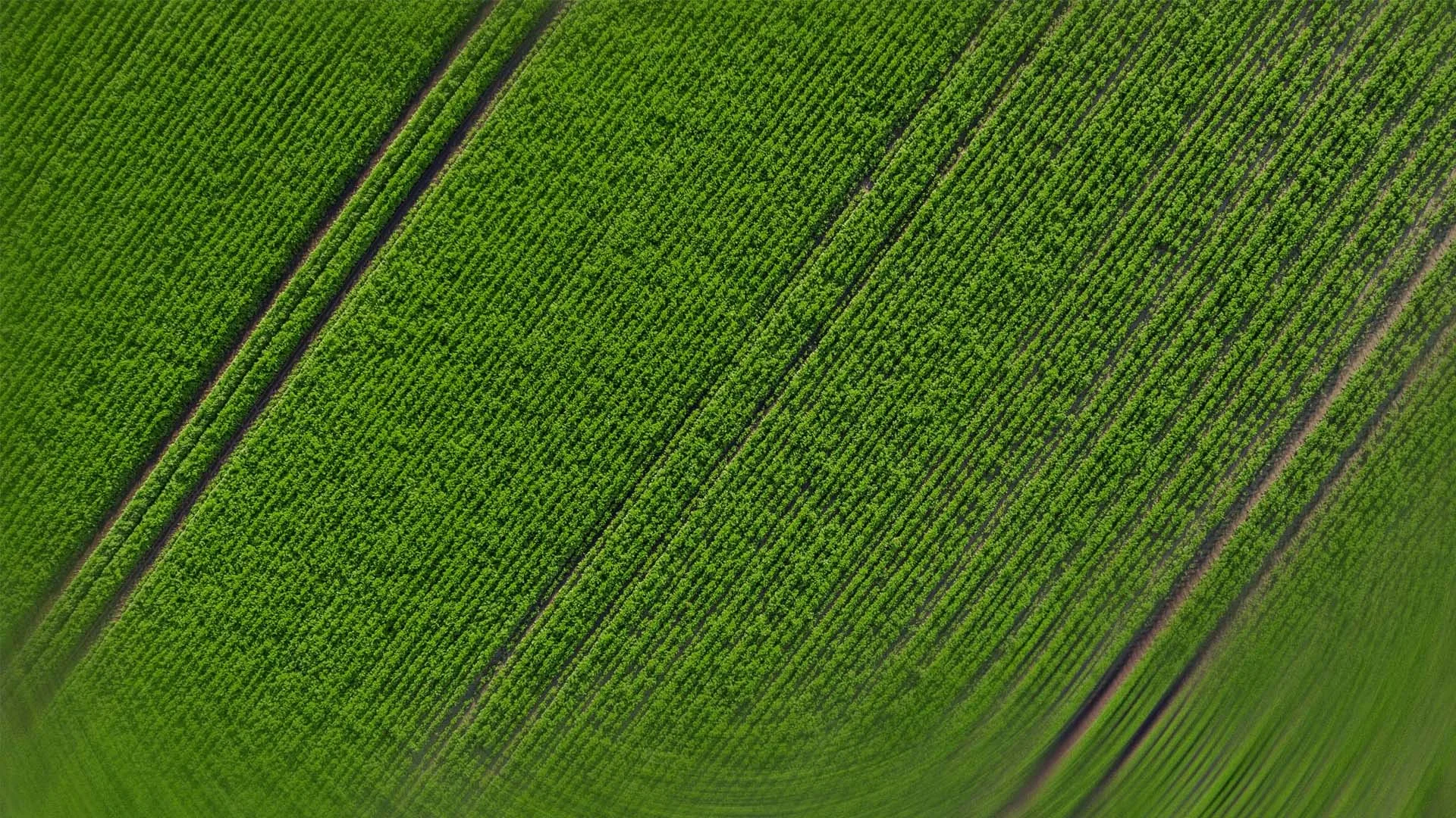 Overhead view of a corn field.